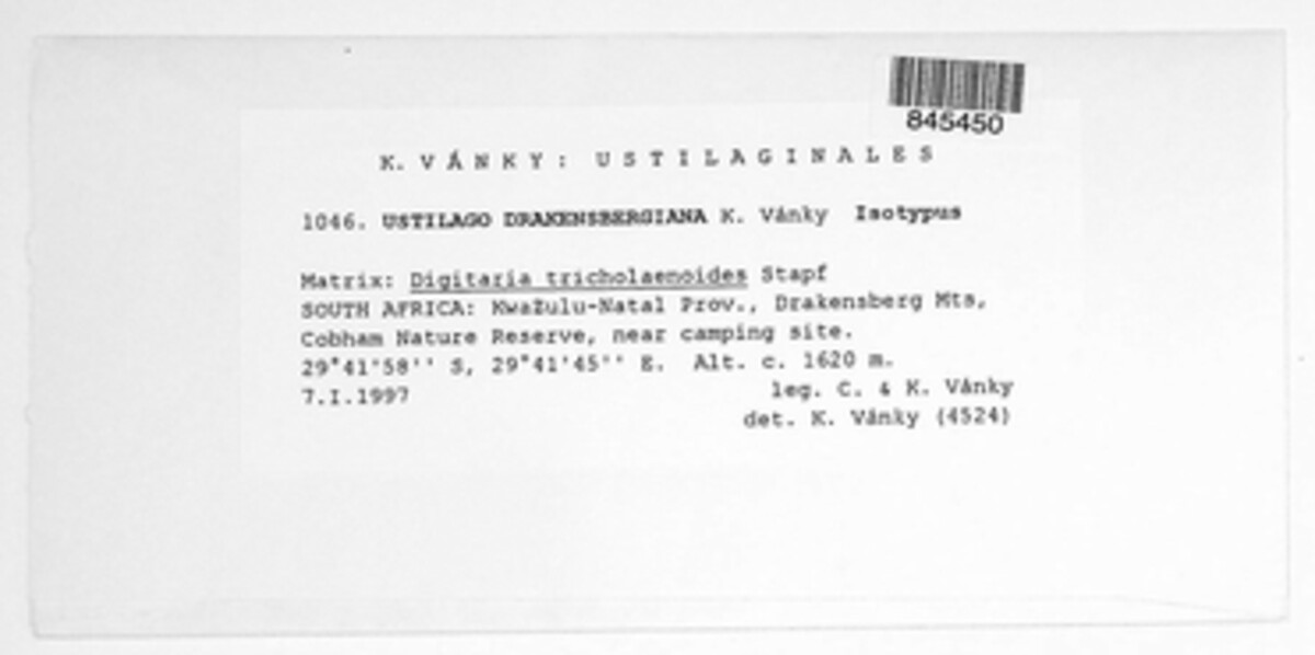 Ustilago drakensbergiana image